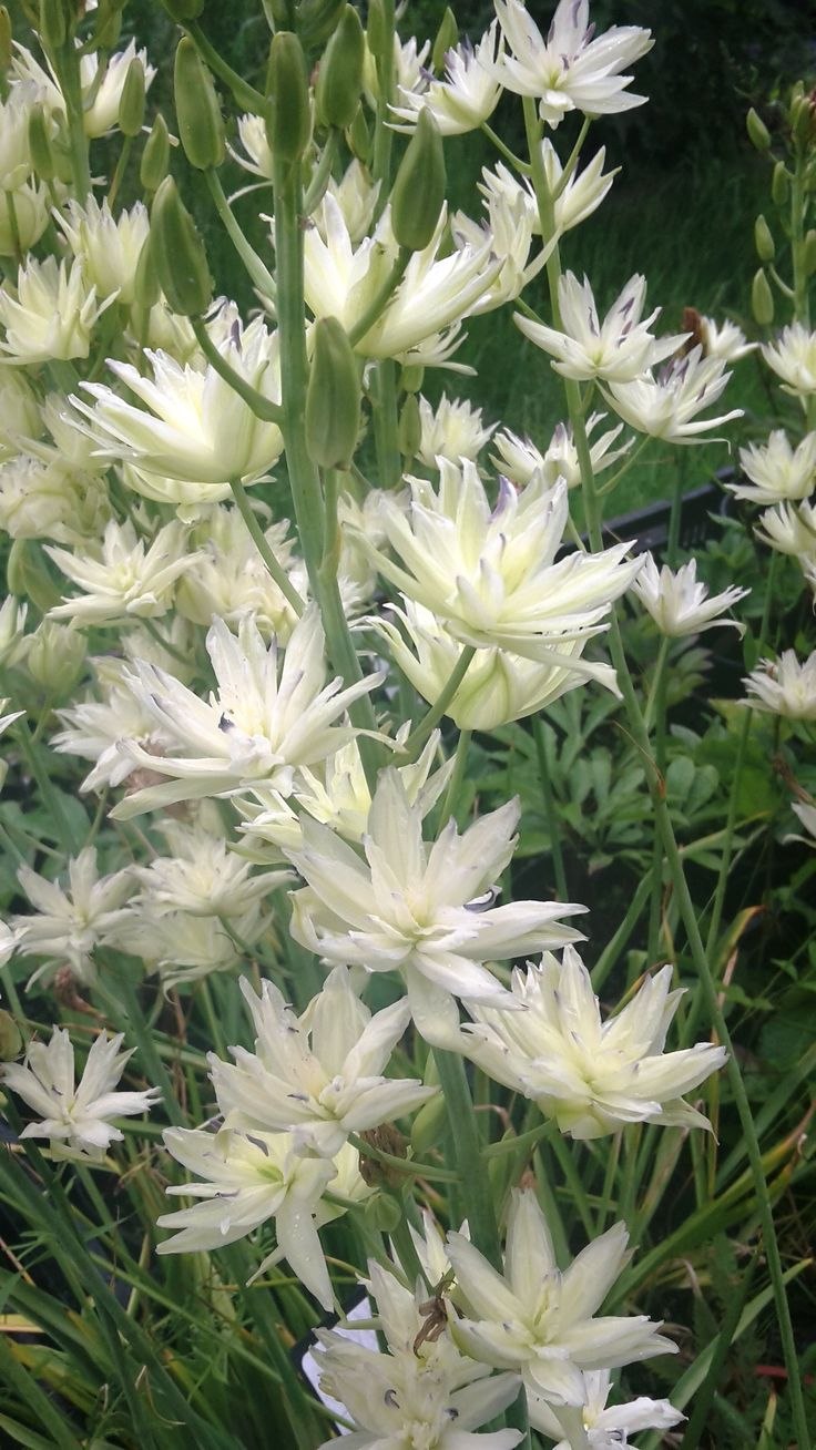 Камассия квамаш