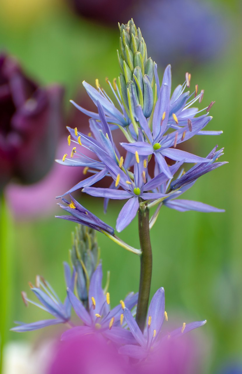 Камассия Альба цветок