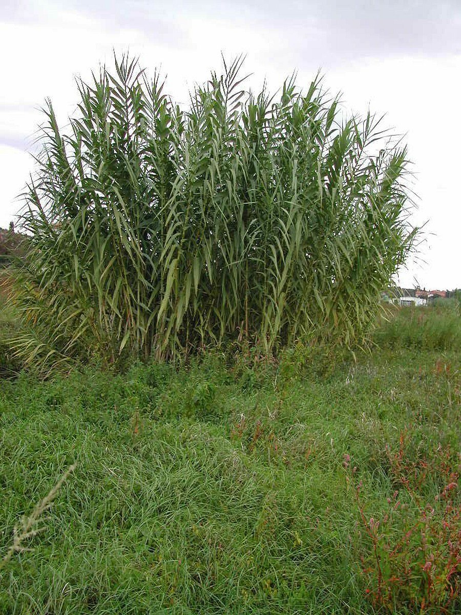 Тростник гигантский Arundo Donax