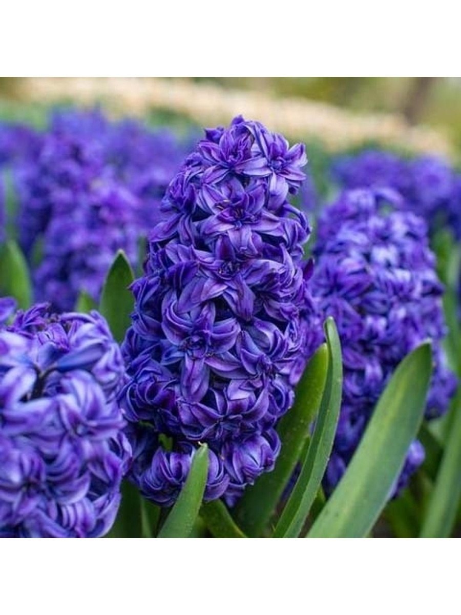 Гиацинт Восточный (гибриды) Hyacinthus orientalis