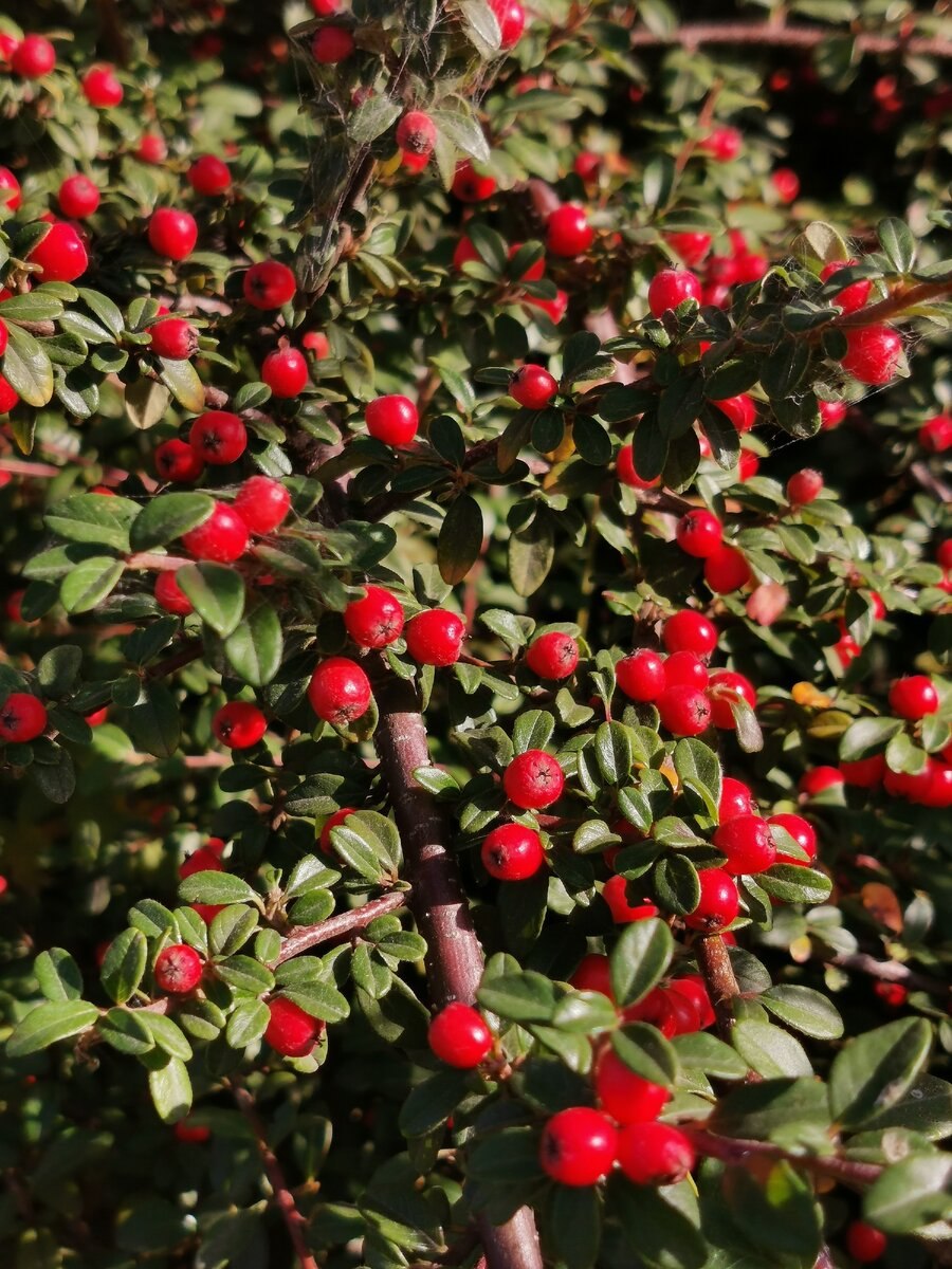 Кизильник армянский