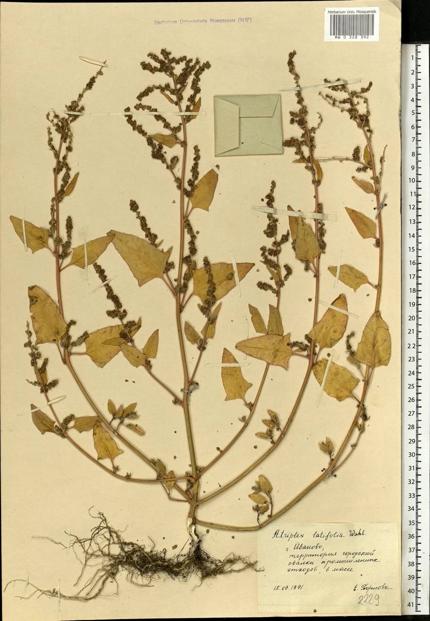 Сорняк Асперуга