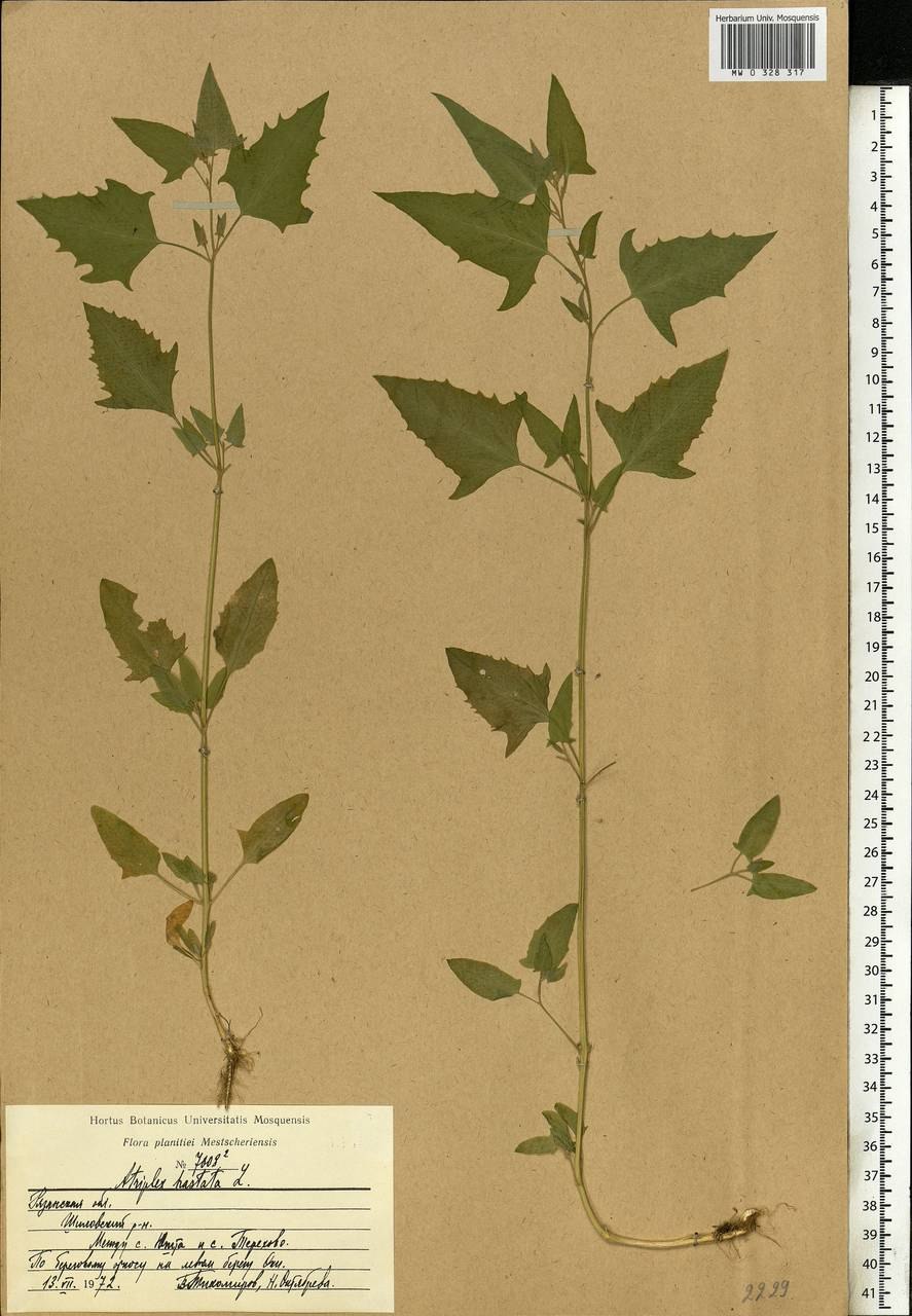 Atriplex tatarica