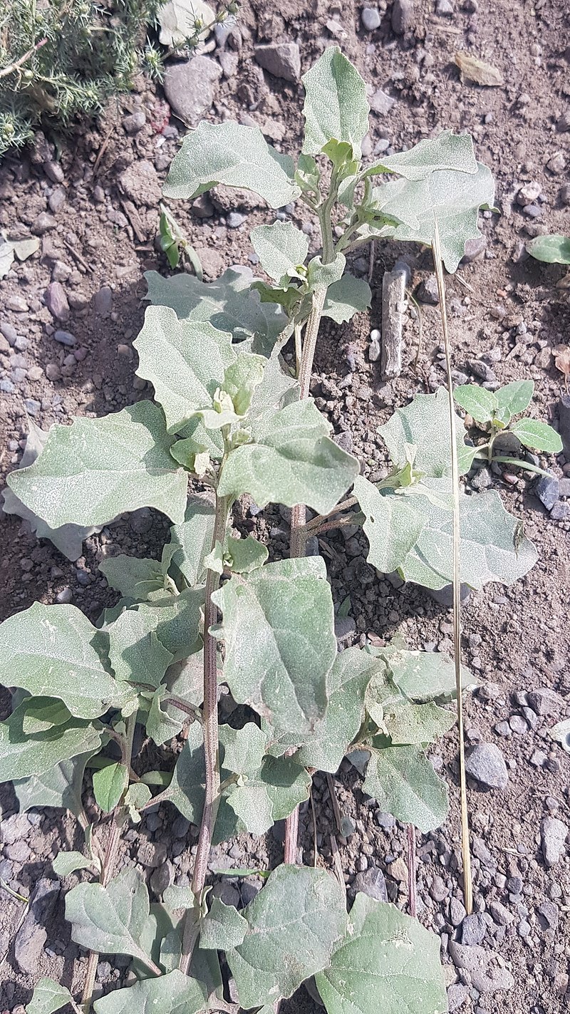 Лебеда Марь-белая растение