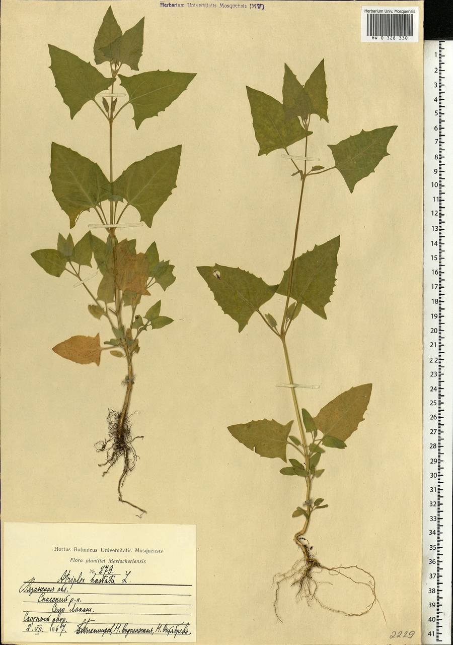 Лебеда раскидистая