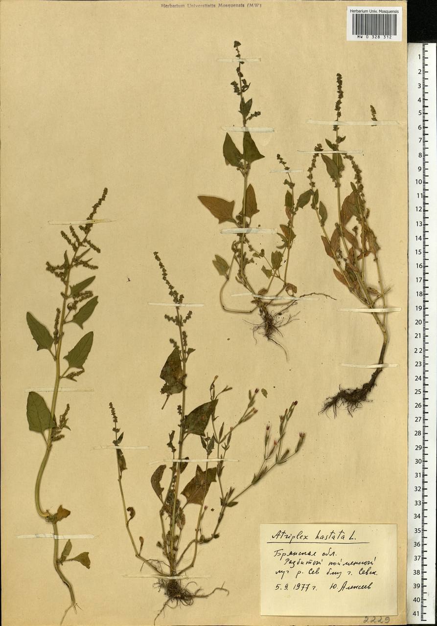 Марь белая лебеда