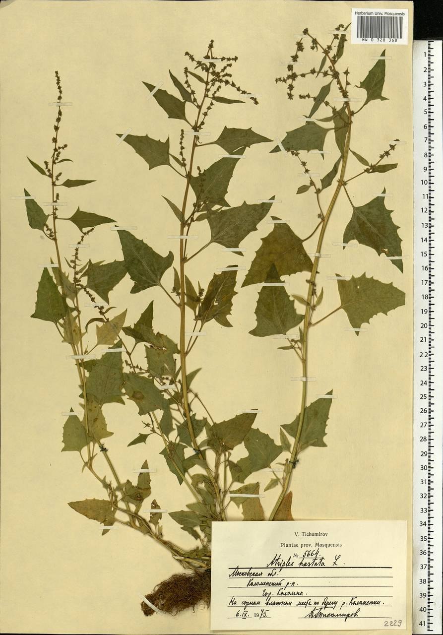 Atriplex prostrata