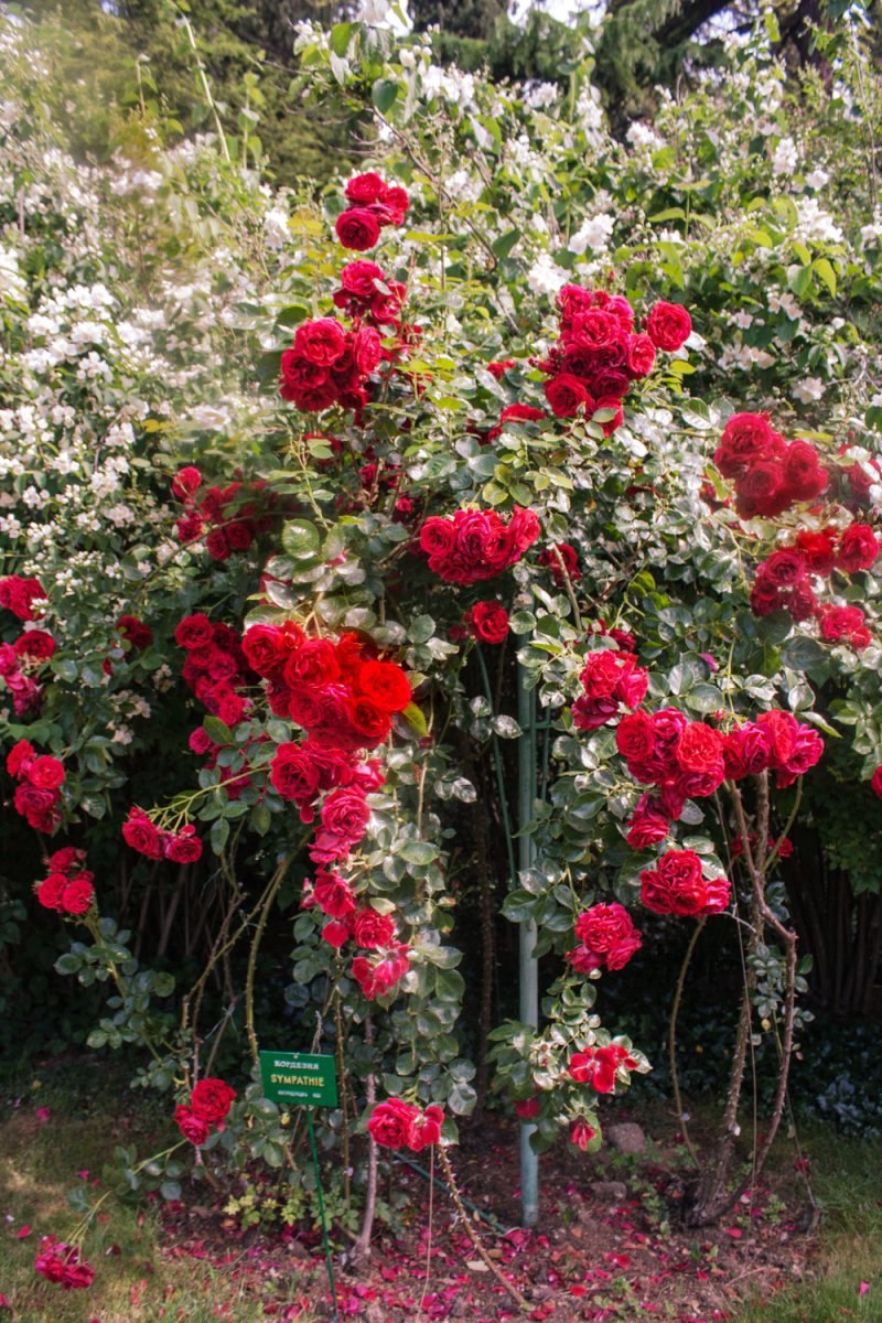 Роза симпатия плетистая