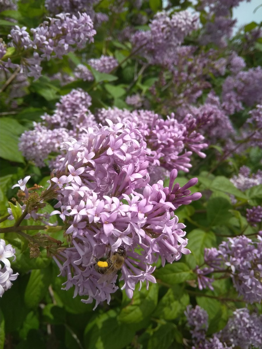 Сирень венгерская