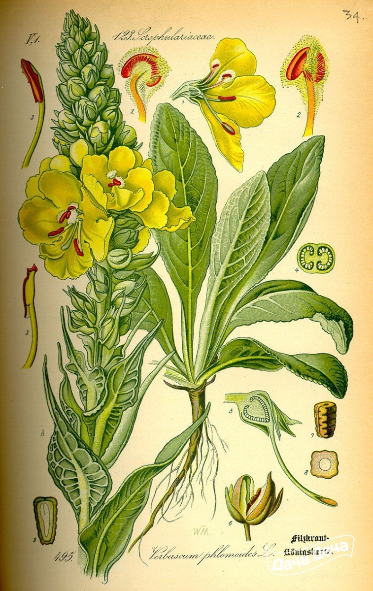 Коровяк лекарственный