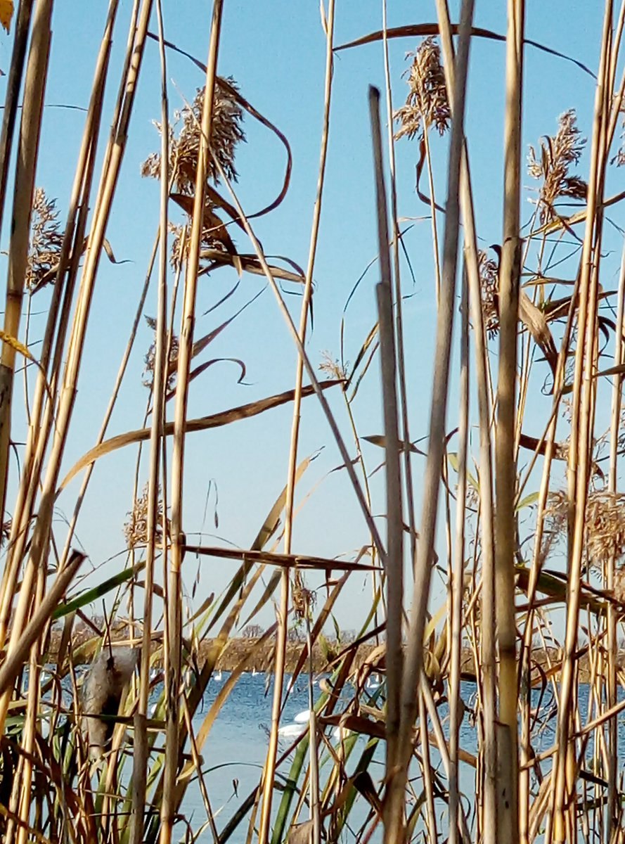 Тростник обыкновенный и камыш