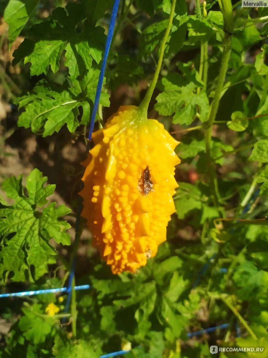 Крымский гранат момордика