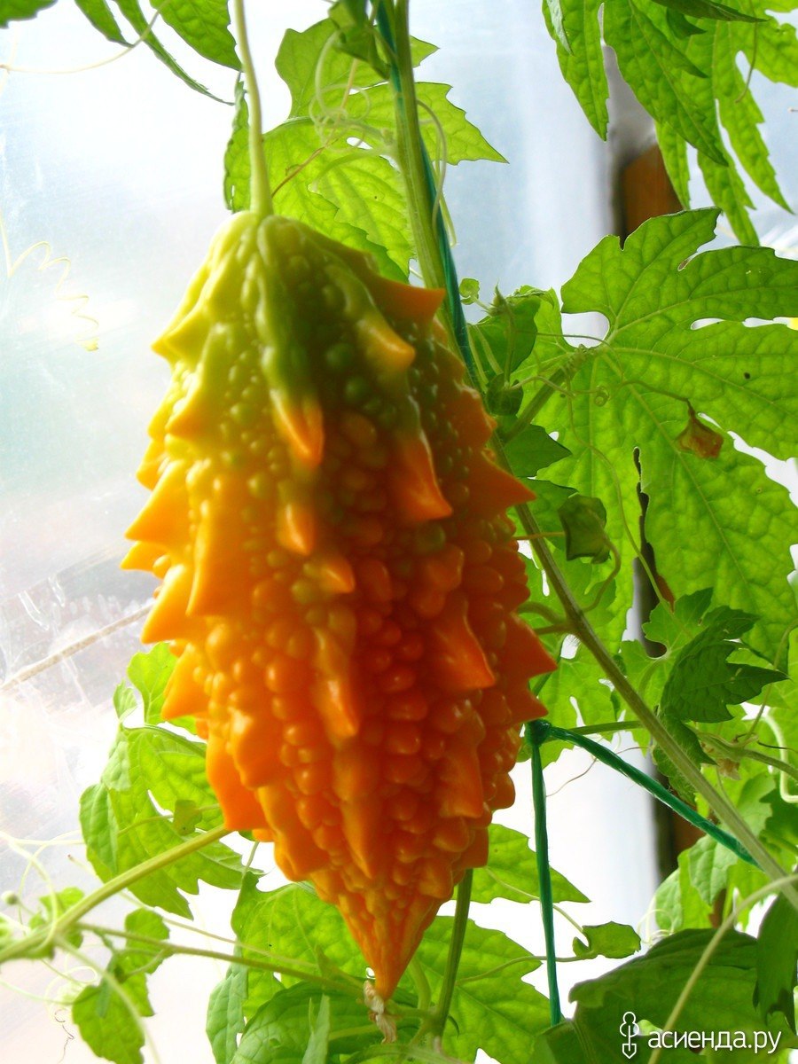 Момордика харанция