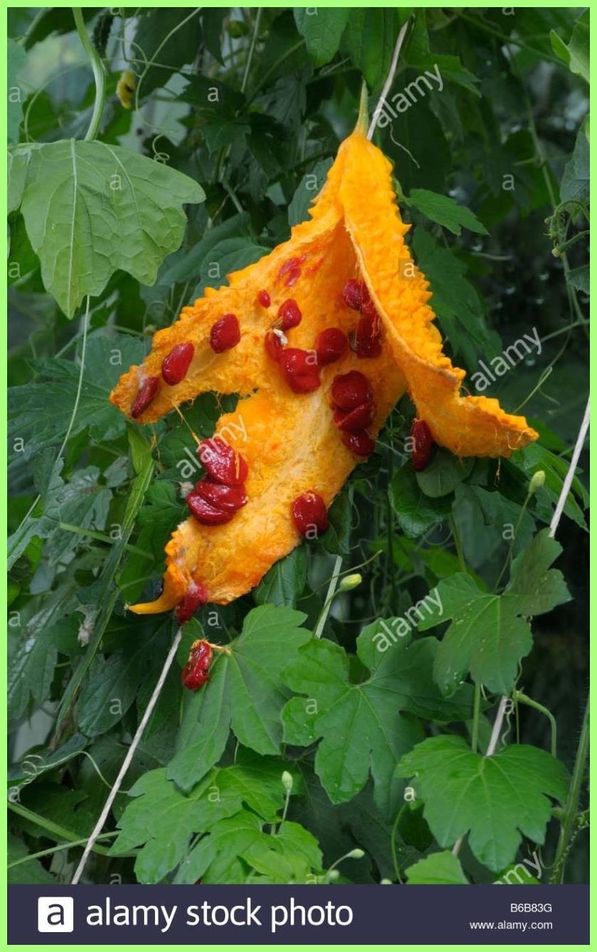 Момордика (индийский гранат) Дракоша