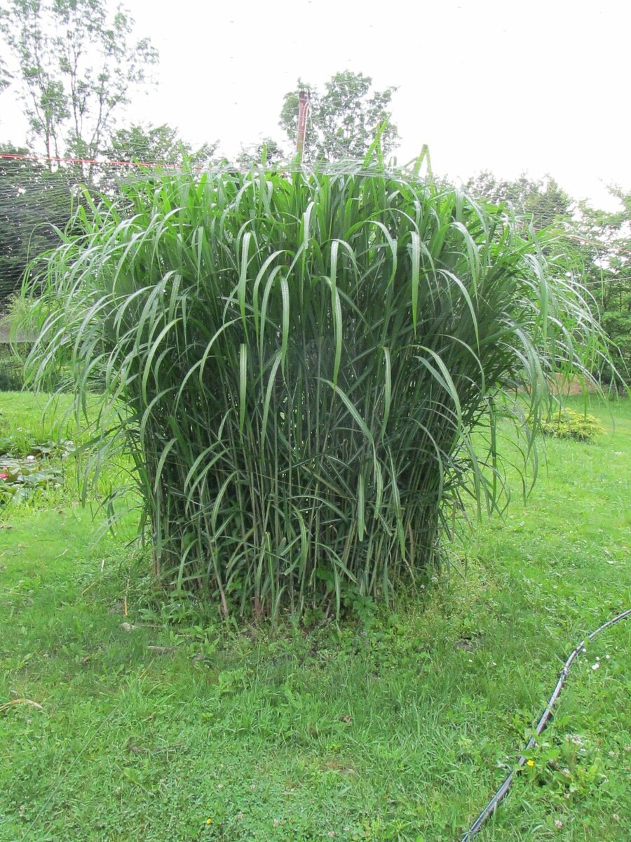 Мискантус Флоридус Гигантеус