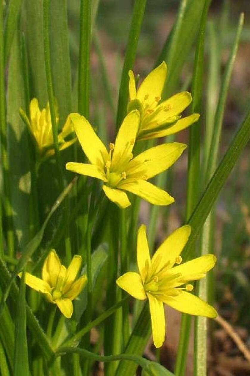Gagea erubescens
