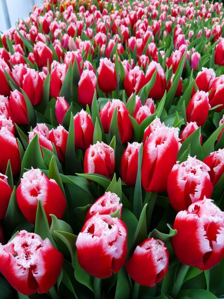 Тюльпаны Кауфмана и Грейга