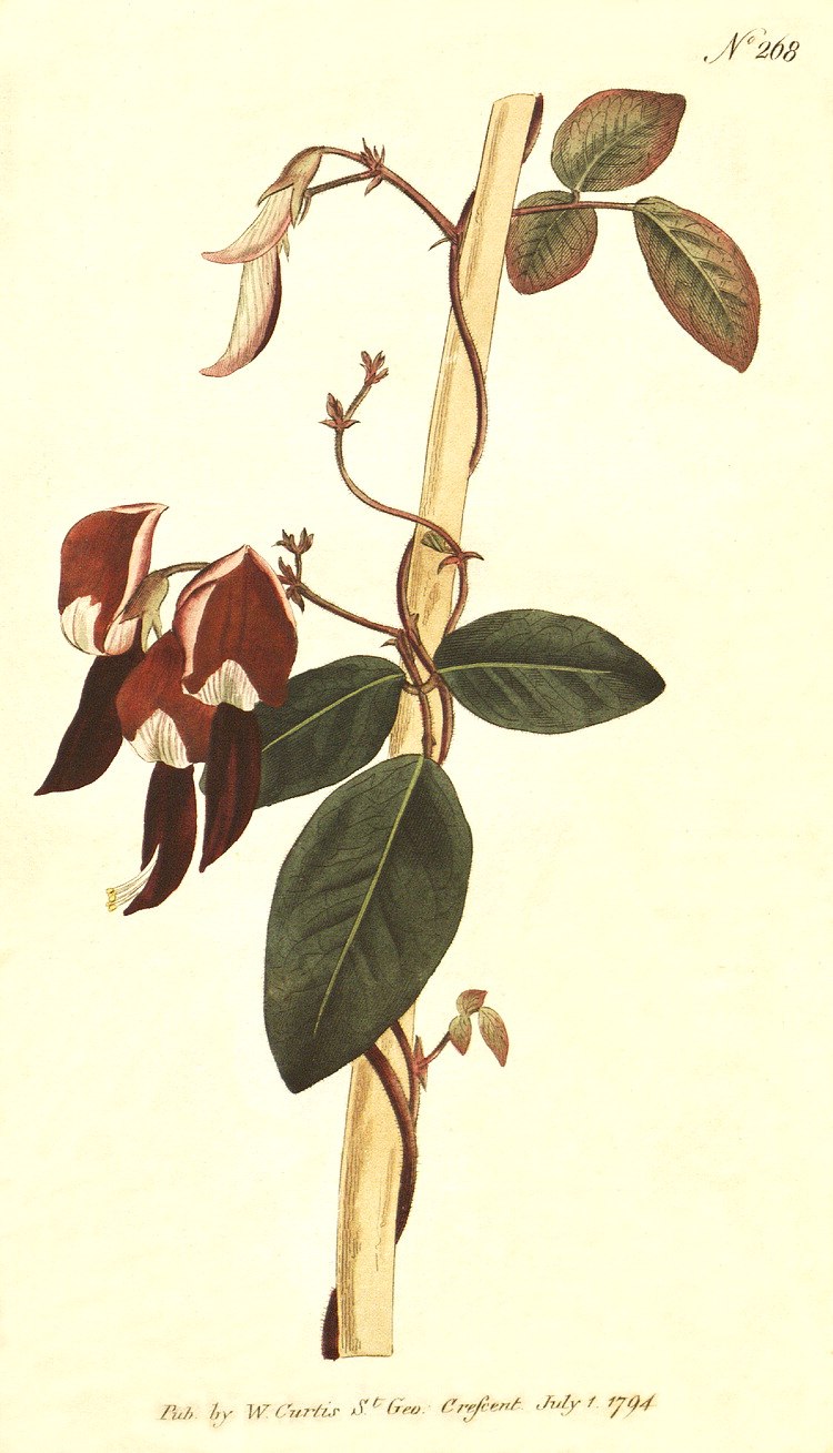 Gompholobium cyaninum