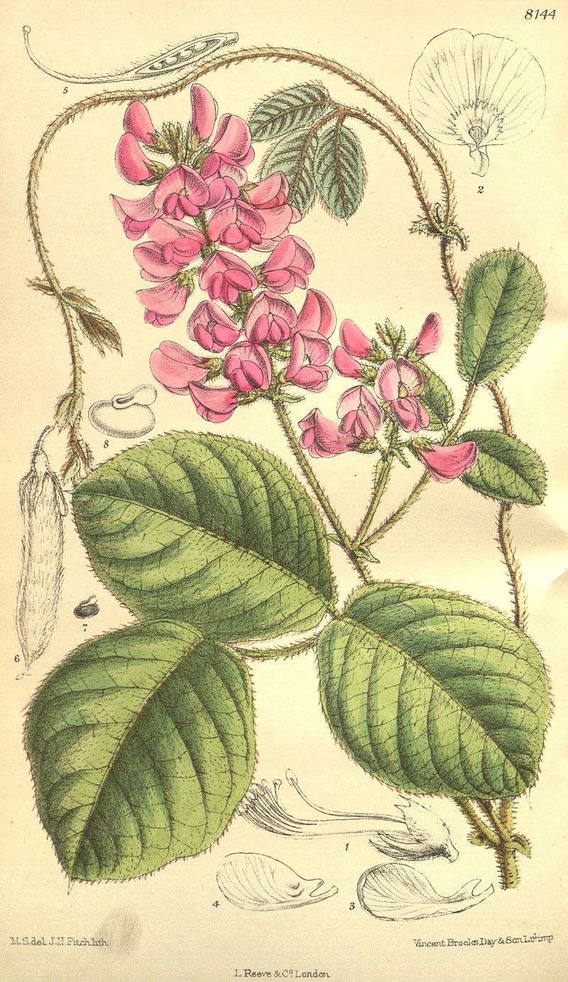 Кеннедия нортклиффская