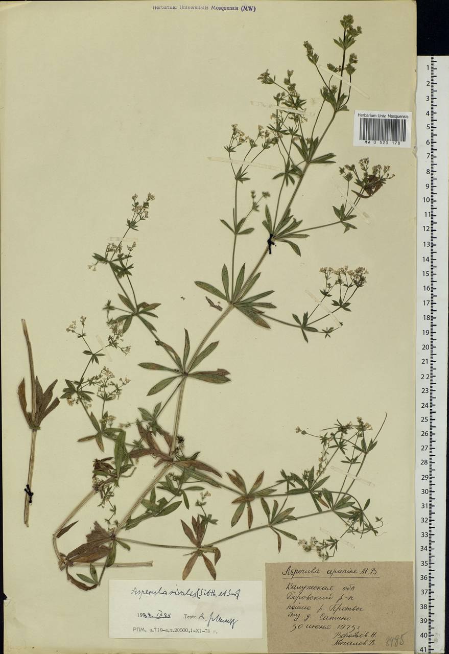 Подмаренник приручёйный