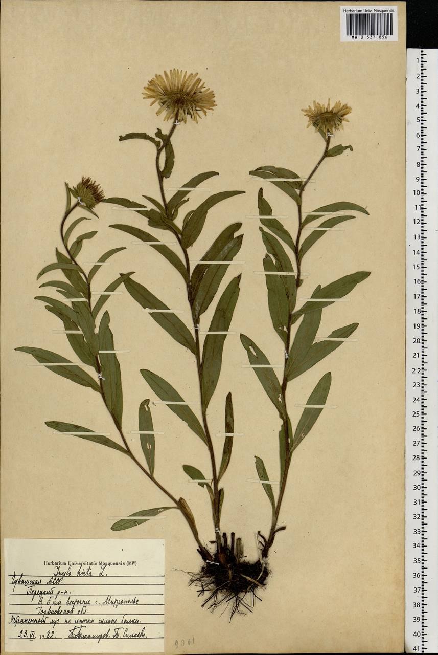 Шишкин девясил