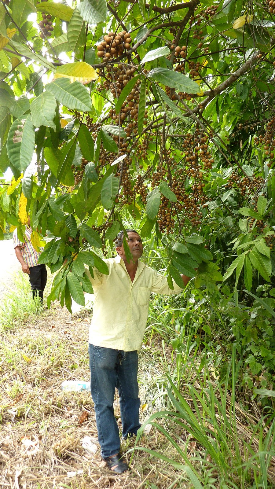 Поющий дуб в Задонске