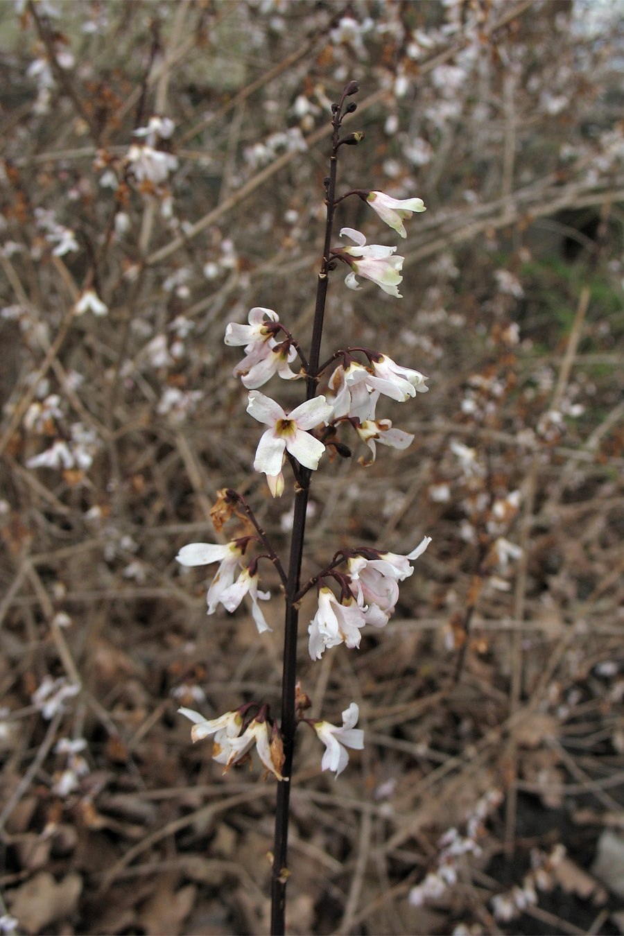 Абелиолистник двурядный