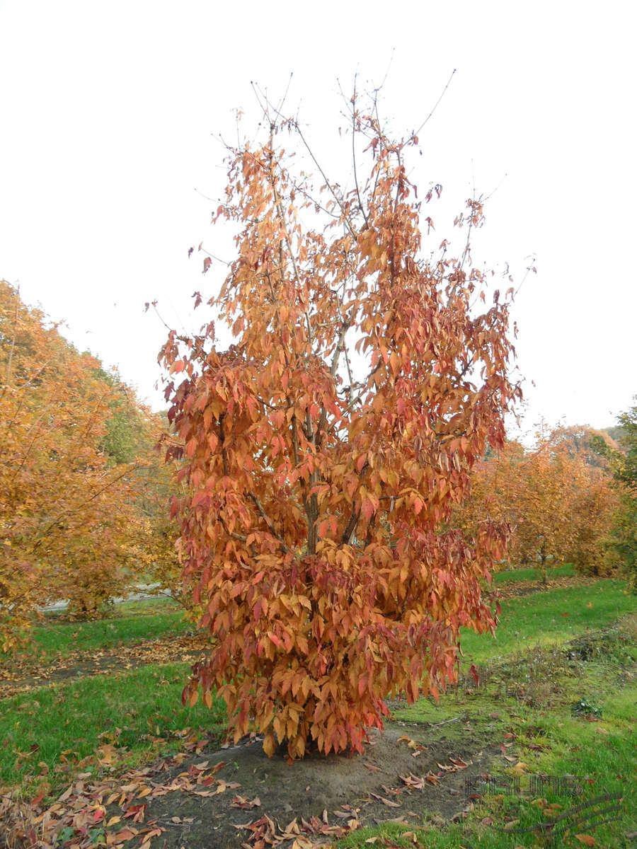 Acer truncatum 'Akikaze-Nishiki'