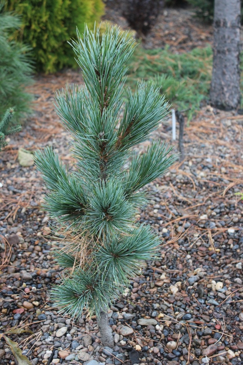 Хвойные семейства сосновых