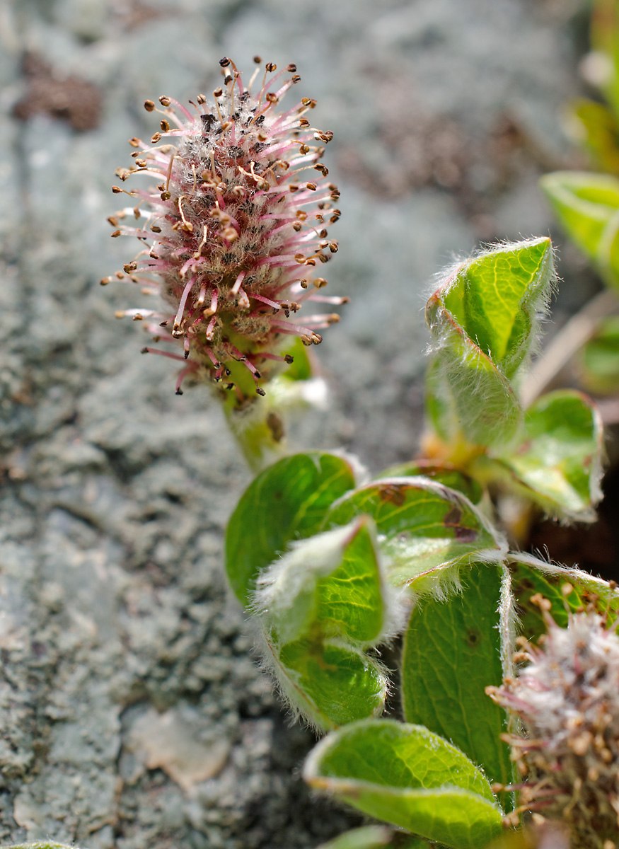 Salix crassijulis