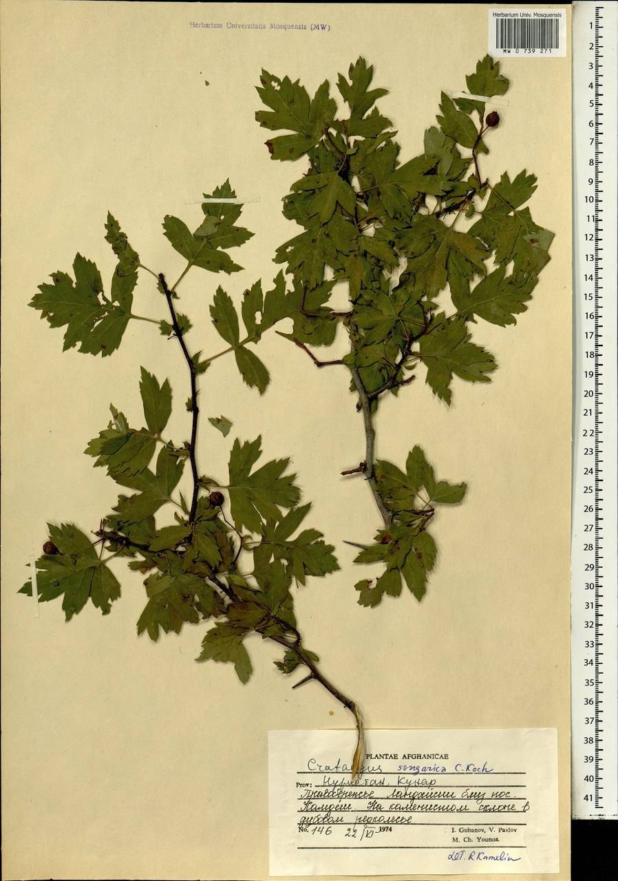 Боярышник джунгарский