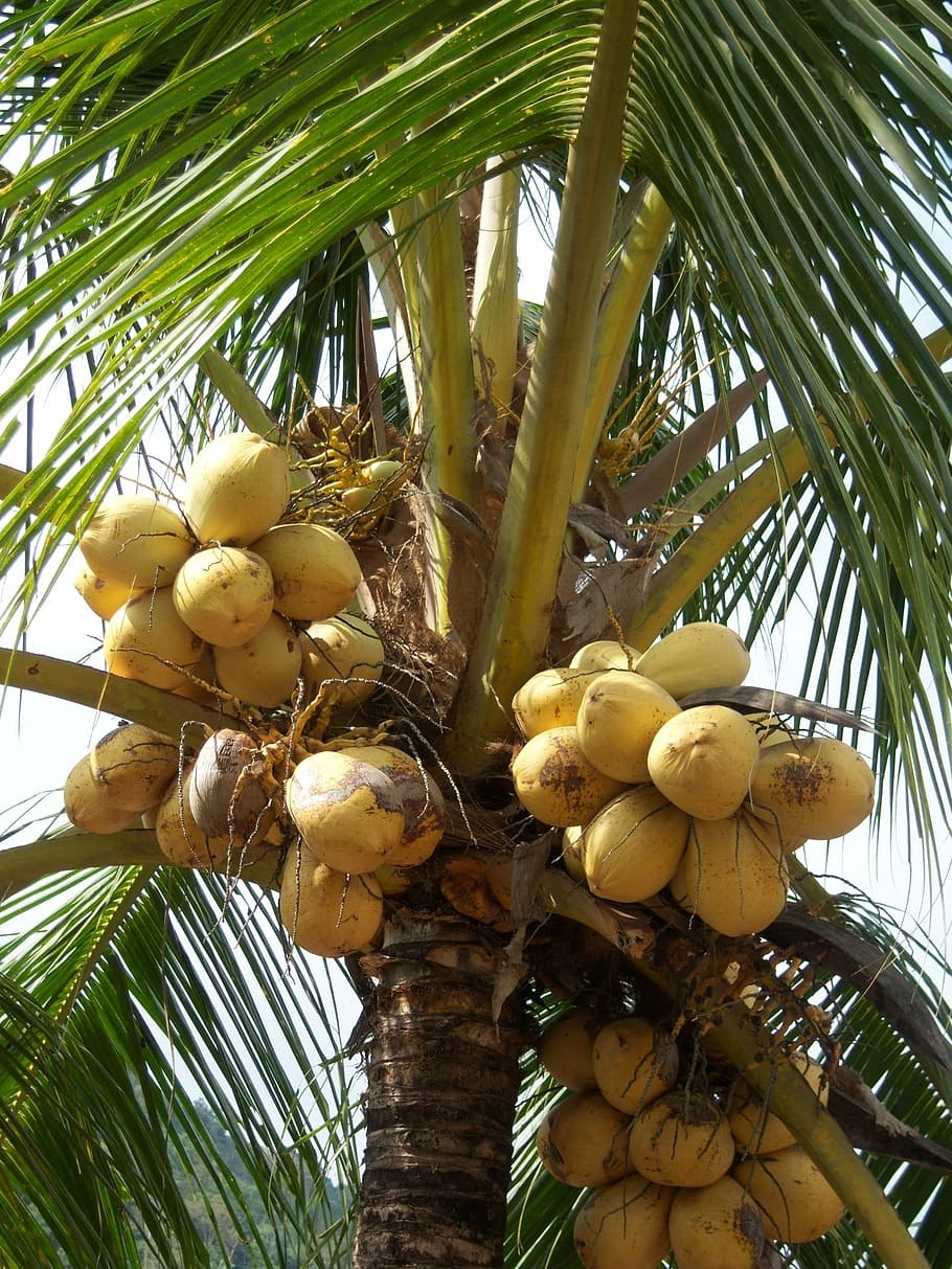 Кокосовая Пальма (Cocos nucifera)