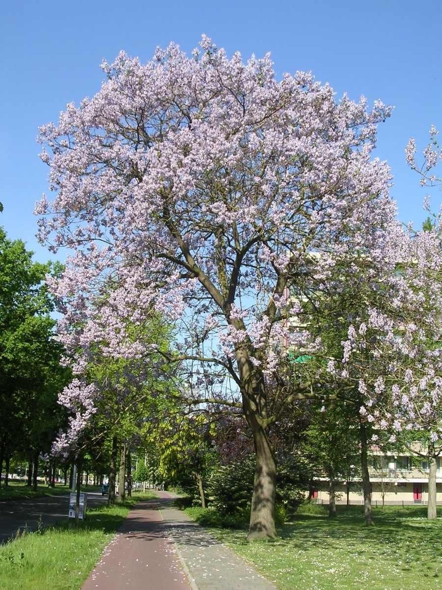 Павловния войлочная