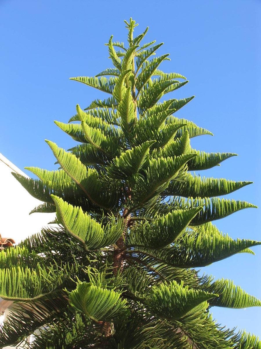 Чилийская сосна араукария Чилийская