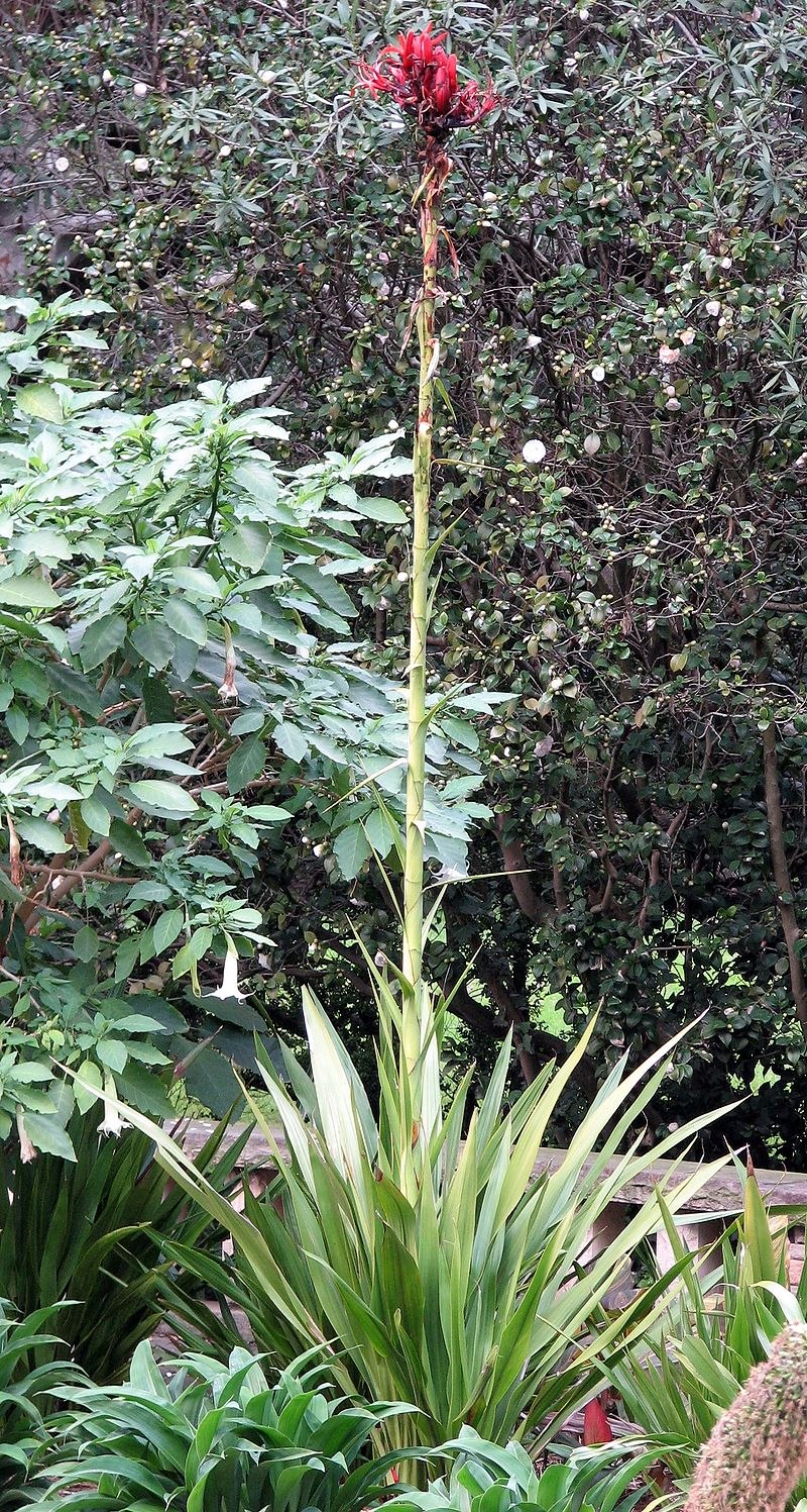 Красный Ангелим (Dinizia Excelsa)