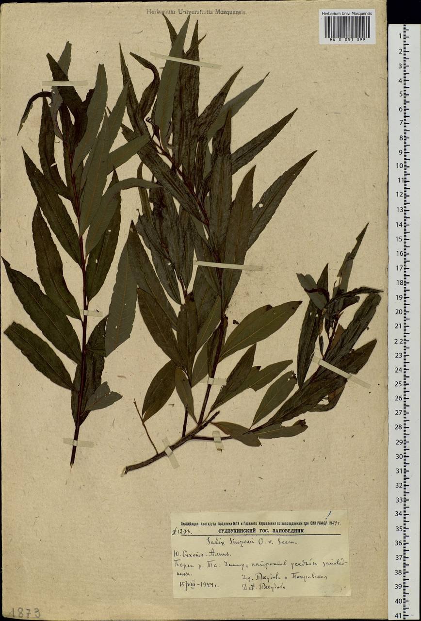 Ива Сюзева фото