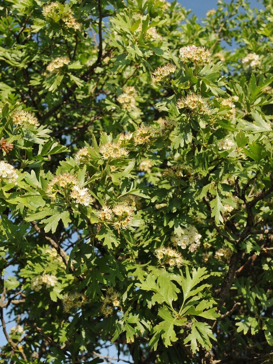 Crataegus Pontica