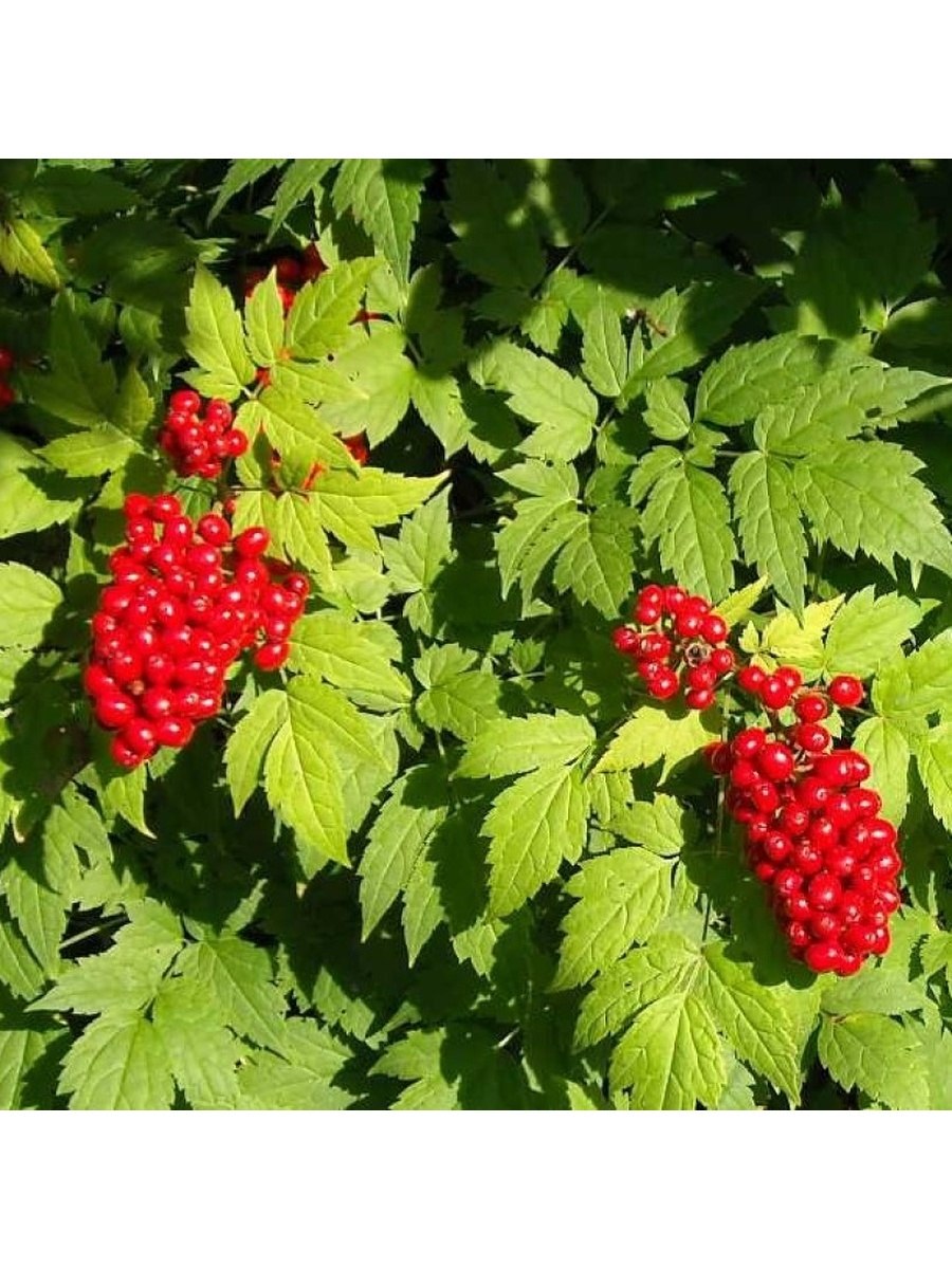 Воронец красноплодный - Actaea erythrocarpa Fisch.