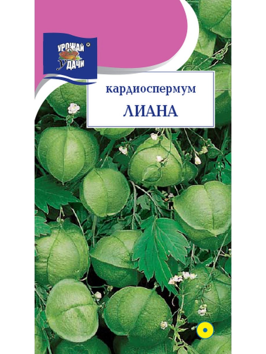 Кардиоспермум крупноцветковый