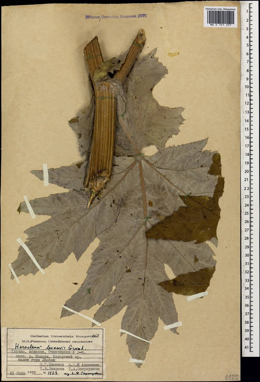 Борщевик соцветие