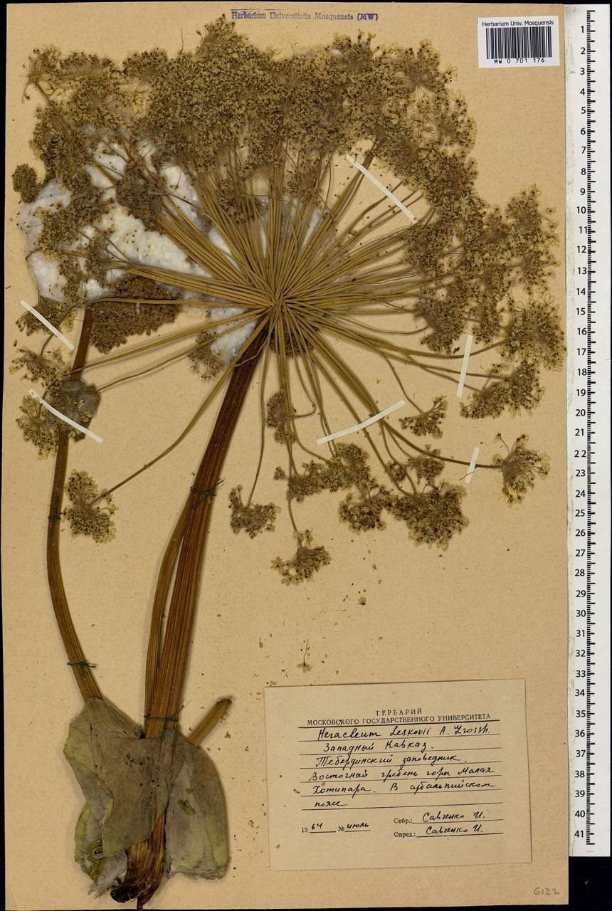 Гигантский борщевик Сосновского