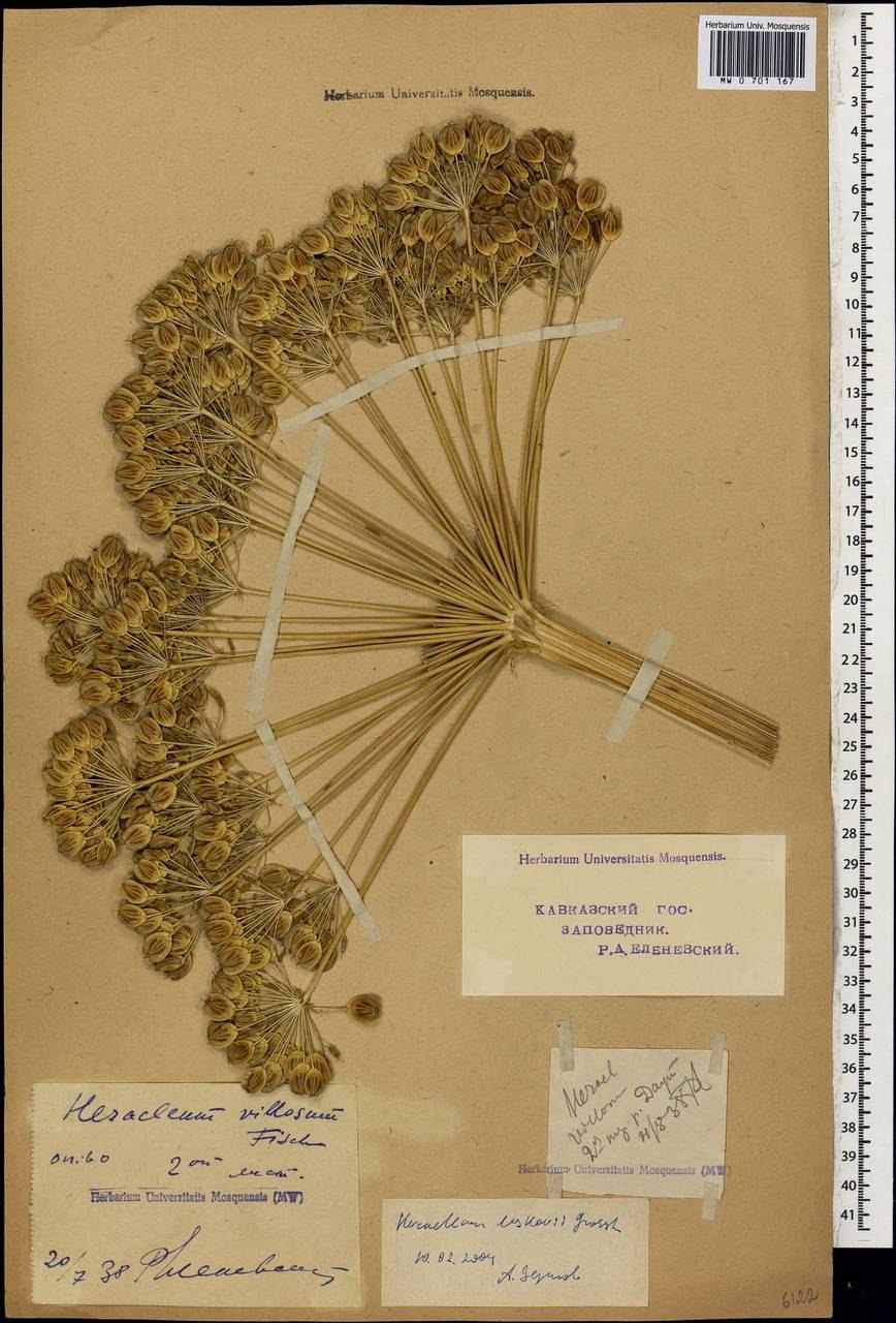 Heracleum sosnowskyi