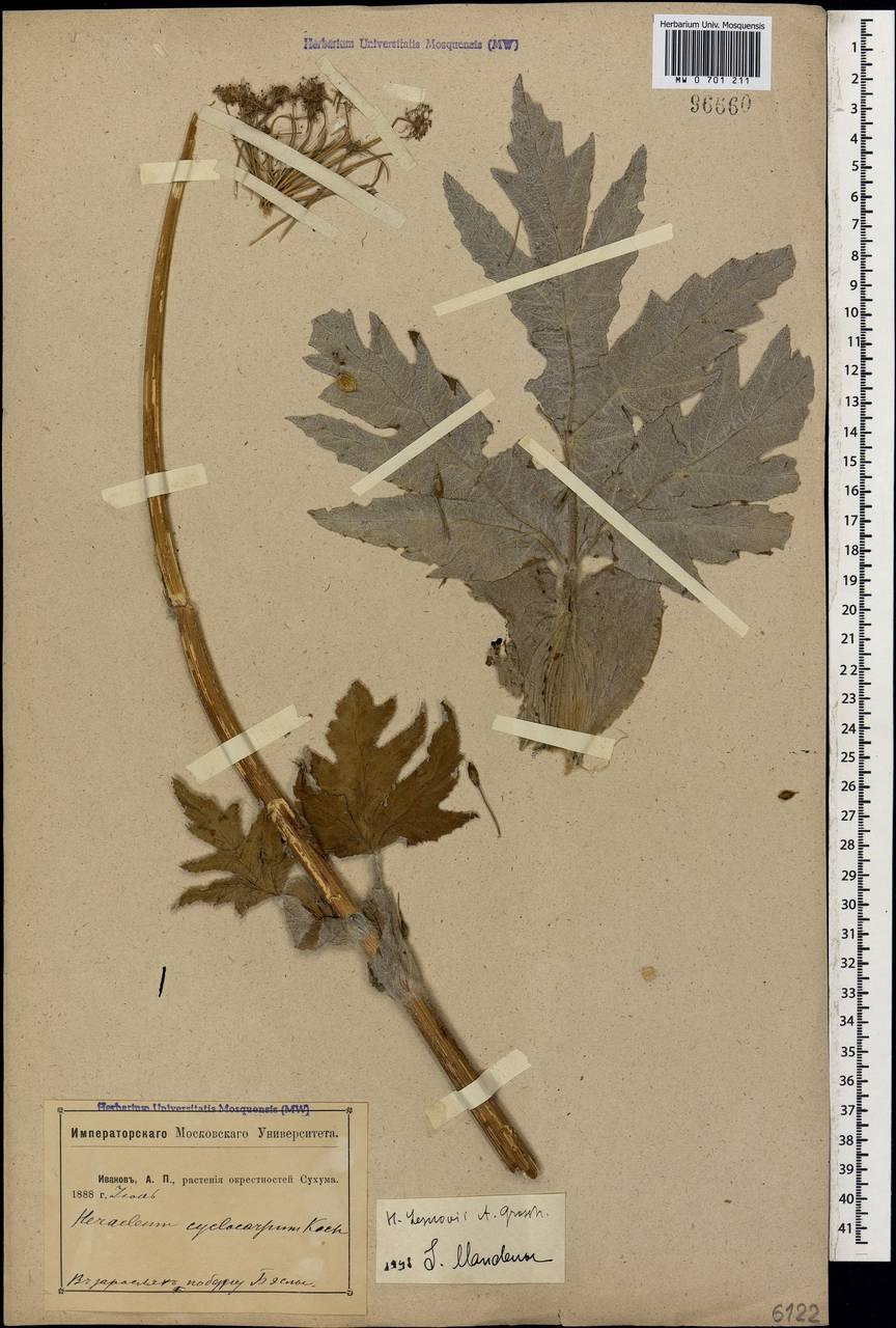 Борщевик Сибирский