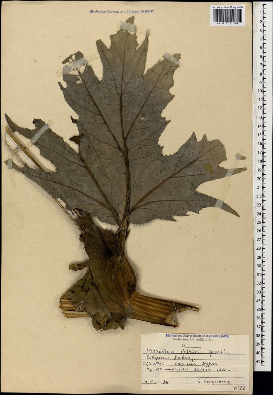 Борщевик соцветие