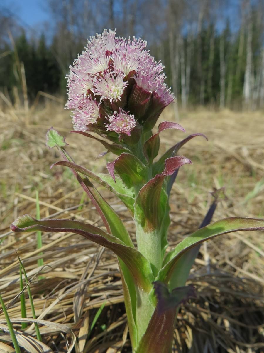 Белокопытник дланевидный