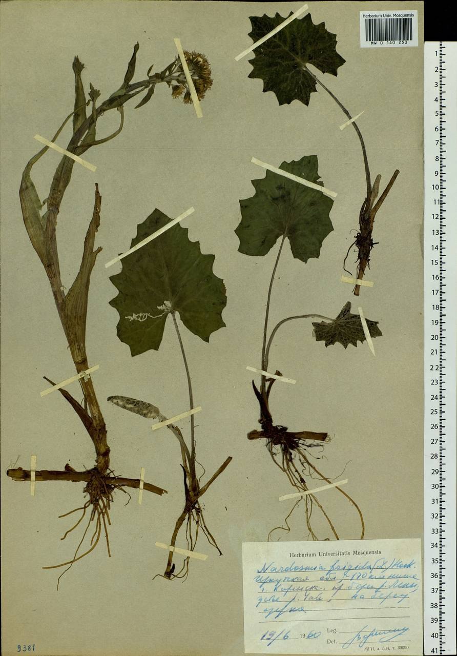 Белокопытник холодный лист