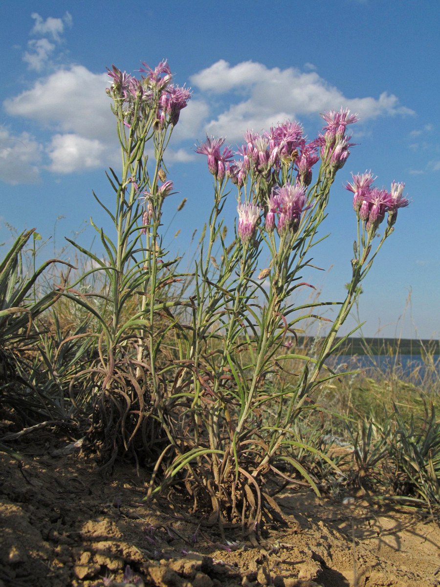 Jurinea lithophila
