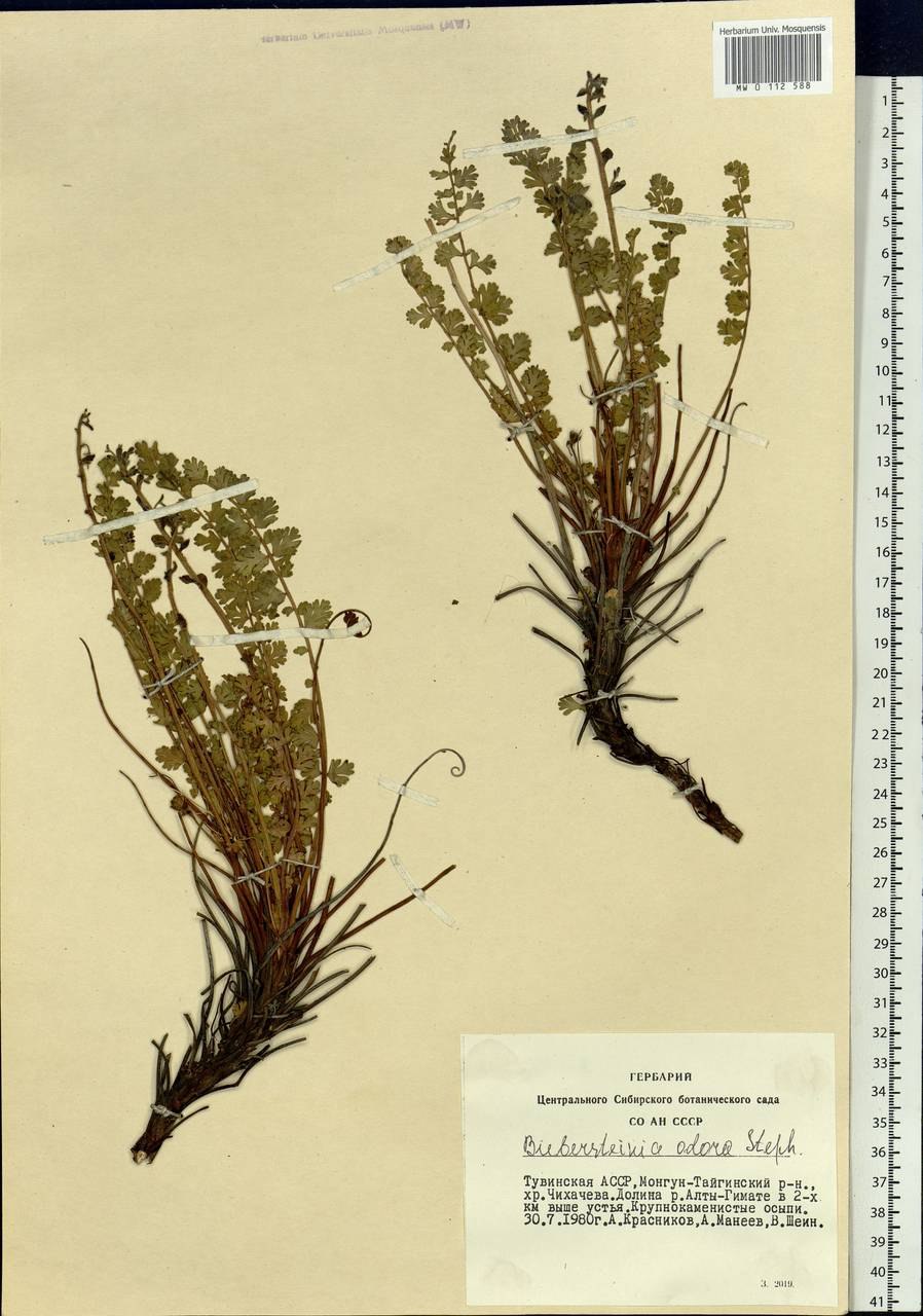 Биберштейния душистая