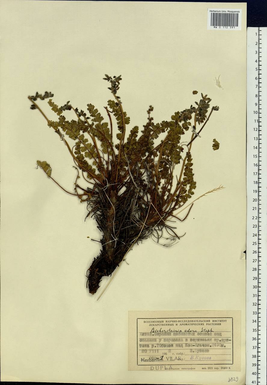 Тюльпан Биберштейна