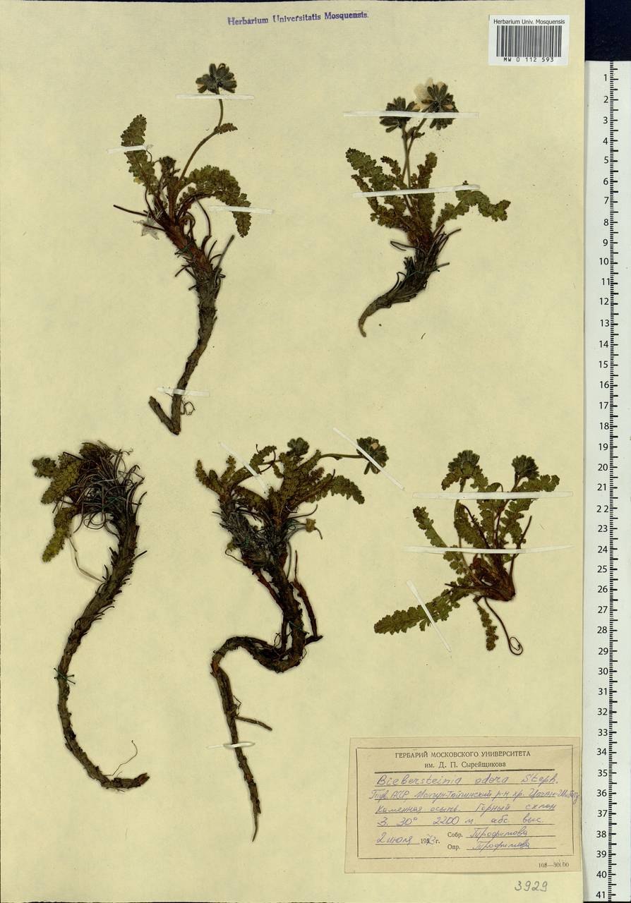 Campanula biebersteiniana